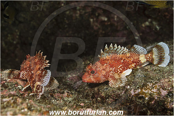 Ilha do Faial, Azores, Portugal, Atlantic ocean, Scorpaena maderensis, Scorpaena, Scorpaenidae, Madeira rockfish, Madeira scorpionfish, Scorpionfish, Fish