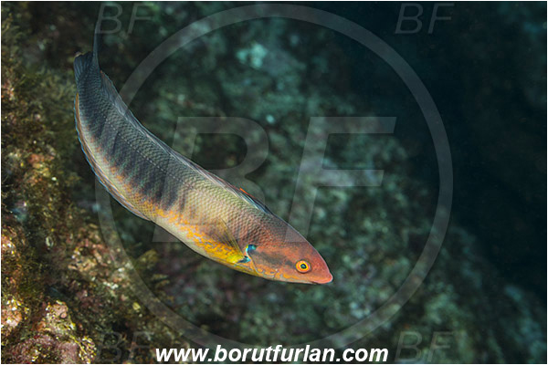 Ilha do Faial, Azores, Portugal, Atlantic ocean, Coris julis, Coris, Labridae, Rainbow wrasse, Wrasse, Fish, Male