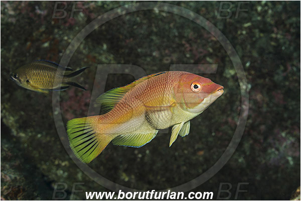 Ilha do Faial, Azores, Portugal, Atlantic ocean, Bodianus scrofa, Bodianus, Labridae, Barred hogfish, Hogfish, Wrasse, Female, Fish