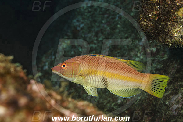Ilha do Faial, Azores, Portugal, Atlantic ocean, Bodianus scrofa, Bodianus, Labridae, Barred hogfish, Hogfish, Wrasse, Female, Fish