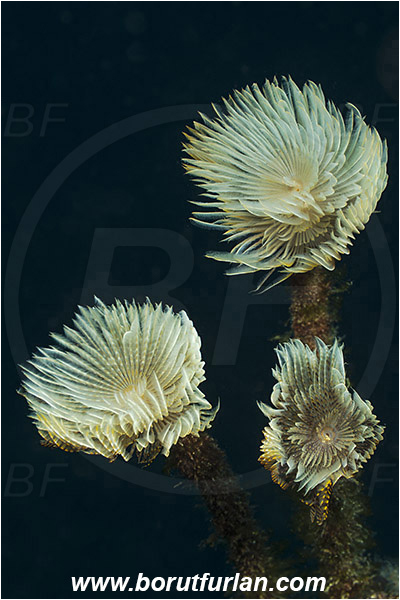 Ilha do Faial, Azores, Portugal, Atlantic ocean, Worm, Sabella spallanzanii, Sabella, Sabellidae, Spiral Tube Worm, Polychaeta