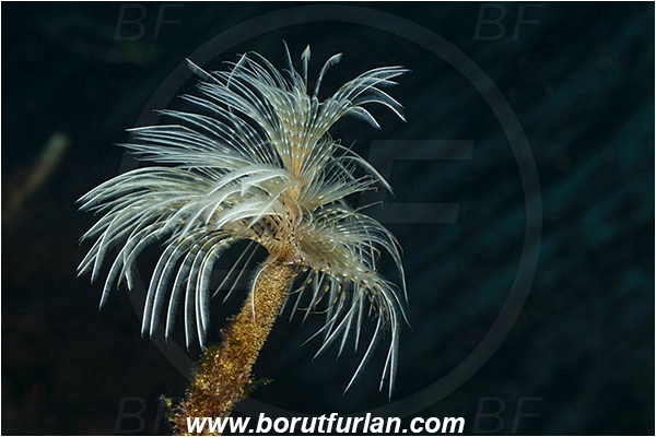 Ilha do Faial, Azores, Portugal, Atlantic ocean, Worm, Sabella spallanzanii, Sabella, Sabellidae, Spiral Tube Worm, Polychaeta