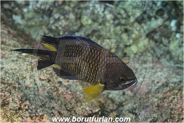Ilha do Faial, Azores, Portugal, Atlantic ocean, Chromis limbata, Chromis, Pomacentridae, Atlantic damselfish, Damselfish, Fish