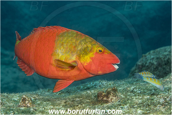 Ilha do Faial, Azores, Portugal, Atlantic ocean, Sparisoma cretense, Sparisoma, Scaridae, Mediterranean parrotfish, Parrotfish, Wrasse, Fish, Female