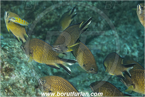 Ilha do Faial, Azores, Portugal, Atlantic ocean, Chromis limbata, Chromis, Pomacentridae, Atlantic damselfish, Damselfish, Fish, Fish school