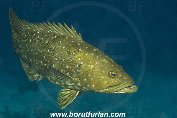 Ilha do Faial, Azores, Portugal, Atlantic ocean, Mycteroperca fusca, Mycteroperca, Serranidae, Island grouper, Grouper, Fish