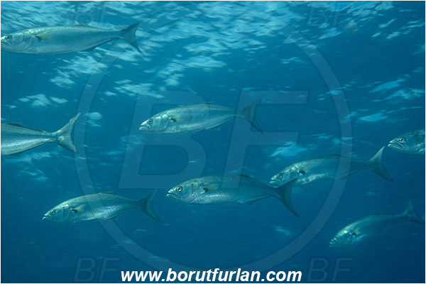 Ilha do Faial, Azores, Portugal, Atlantic ocean, Pomatomus saltatrix, Pomatomus, Pomatomidae, Bluefish, Fish, Fish school