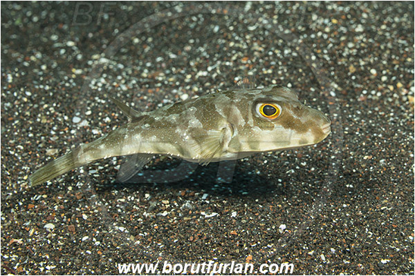 Ilha do Faial, Azores, Portugal, Atlantic ocean, Sphoeroides marmoratus, Sphoeroides, Tetraodontidae, Guinean puffer, Puffer, Fish