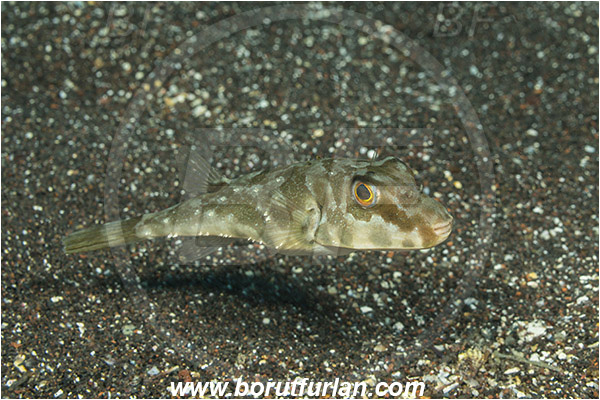 Ilha do Faial, Azores, Portugal, Atlantic ocean, Sphoeroides marmoratus, Sphoeroides, Tetraodontidae, Guinean puffer, Puffer, Fish