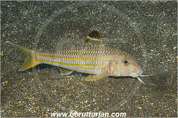 Ilha do Faial, Azores, Portugal, Atlantic ocean, Mullus surmuletus, Mullus, Mullidae, Striped red mullet, Mullet, Goatfish, Fish