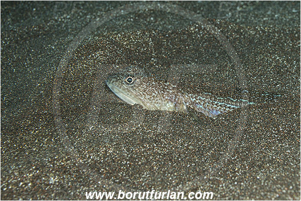 Ilha do Faial, Azores, Portugal, Atlantic ocean, Synodus saurus, Synodus, Synodontidae, Atlantic lizardfish, Lizardfish, Fish, Sand, Buried in the sand, Portrait