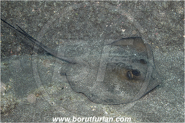 Ilha do Faial, Azores, Portugal, Atlantic ocean, Dasyatis pastinaca, Dasyatis, Dasyatidae, Common Stingray, Stingray, Fish, Sand