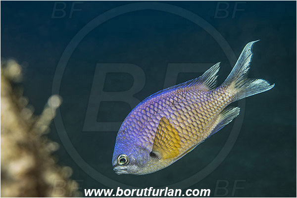 Ilha do Faial, Azores, Portugal, Atlantic ocean, Chromis limbata, Chromis, Pomacentridae, Atlantic damselfish, Damselfish, Fish