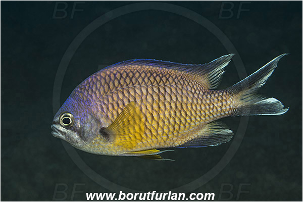 Ilha do Faial, Azores, Portugal, Atlantic ocean, Chromis limbata, Chromis, Pomacentridae, Atlantic damselfish, Damselfish, Fish