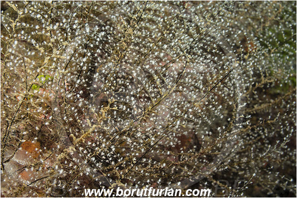 Ilha do Faial, Azores, Portugal, Atlantic ocean, Hydrozoa, Cnidaria, Cnidarian, Hydroid, Unidentified, Dendriform Hydroidpolyps Colony