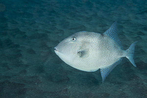 Ilha do Faial, Azores, Portugal, Atlantic ocean, Balistes capriscus, Balistes, Balistidae, Grey Triggerfish, Triggerfish, Fish