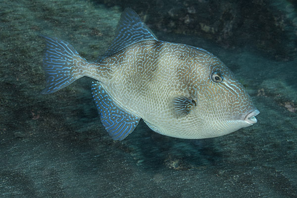 Ilha do Faial, Azores, Portugal, Atlantic ocean, Balistes capriscus, Balistes, Balistidae, Grey Triggerfish, Triggerfish, Fish