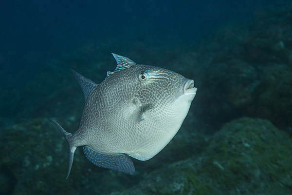 Ilha do Faial, Azores, Portugal, Atlantic ocean, Balistes capriscus, Balistes, Balistidae, Grey Triggerfish, Triggerfish, Fish