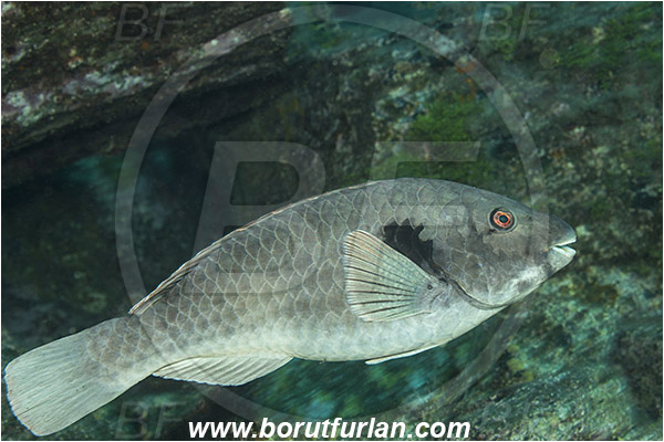 Ilha do Faial, Azores, Portugal, Atlantic ocean, Sparisoma cretense, Sparisoma, Scaridae, Mediterranean parrotfish, Parrotfish, Wrasse, Fish, Male