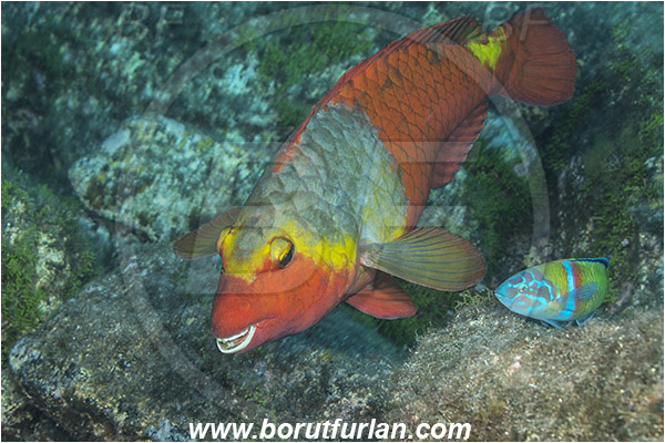 Ilha do Faial, Azores, Portugal, Atlantic ocean, Sparisoma cretense, Sparisoma, Scaridae, Mediterranean parrotfish, Parrotfish, Wrasse, Fish, Female
