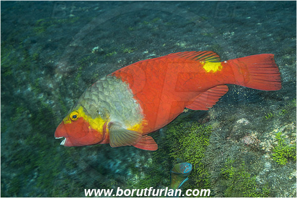 Ilha do Faial, Azores, Portugal, Atlantic ocean, Sparisoma cretense, Sparisoma, Scaridae, Mediterranean parrotfish, Parrotfish, Wrasse, Fish, Female