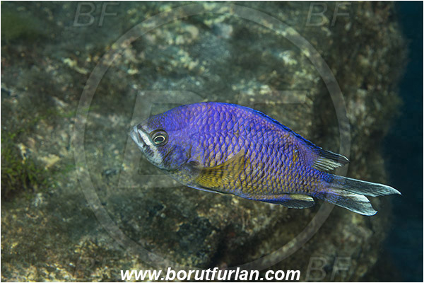 Ilha do Faial, Azores, Portugal, Atlantic ocean, Chromis limbata, Chromis, Pomacentridae, Atlantic damselfish, Damselfish, Fish