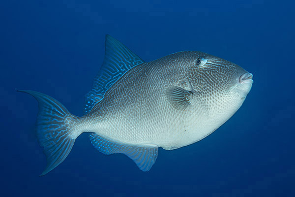 Ilha do Faial, Azores, Portugal, Atlantic ocean, Balistes capriscus, Balistes, Balistidae, Grey Triggerfish, Triggerfish, Fish