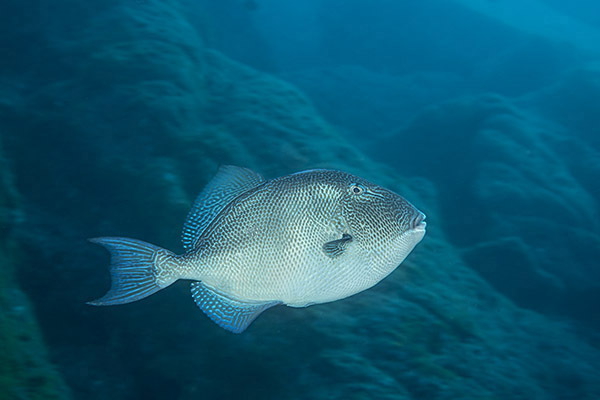 Ilha do Faial, Azores, Portugal, Atlantic ocean, Balistes capriscus, Balistes, Balistidae, Grey Triggerfish, Triggerfish, Fish