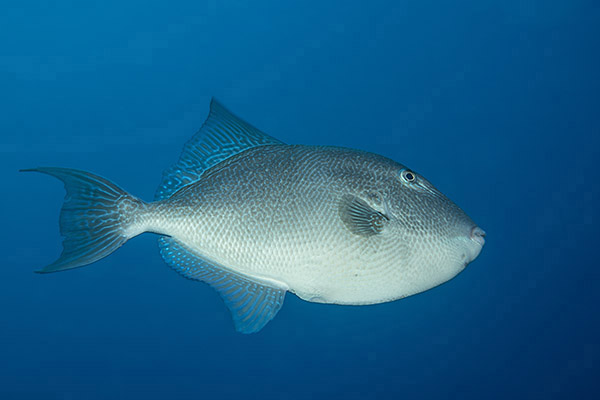 Ilha do Faial, Azores, Portugal, Atlantic ocean, Balistes capriscus, Balistes, Balistidae, Grey Triggerfish, Triggerfish, Fish