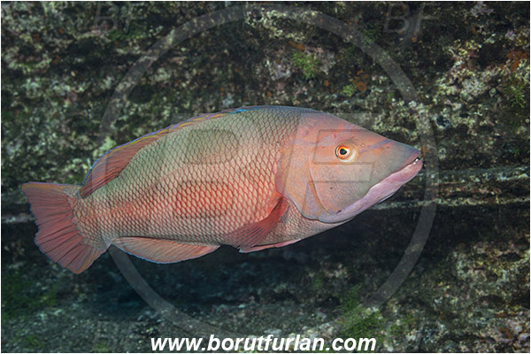 Ilha do Faial, Azores, Portugal, Atlantic ocean, Bodianus scrofa, Bodianus, Labridae, Barred hogfish, Hogfish, Wrasse, Male, Fish