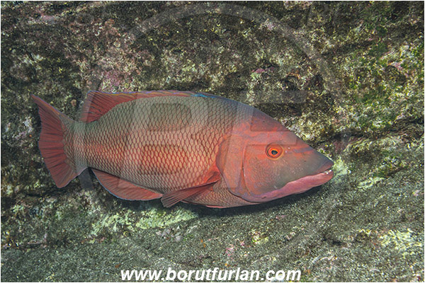 Ilha do Faial, Azores, Portugal, Atlantic ocean, Bodianus scrofa, Bodianus, Labridae, Barred hogfish, Hogfish, Wrasse, Male, Fish
