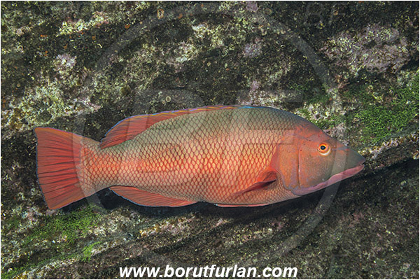 Ilha do Faial, Azores, Portugal, Atlantic ocean, Bodianus scrofa, Bodianus, Labridae, Barred hogfish, Hogfish, Wrasse, Male, Fish