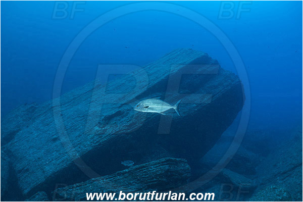 Ilha do Faial, Azores, Portugal, Atlantic ocean, Seriola rivoliana, Seriola, Carangidae, Longfin yellowtail, Almaco jack, Jack, Trevally, Fish, Reef, Rocks