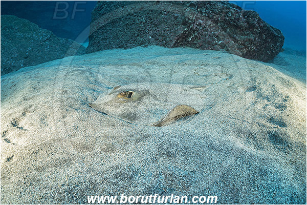 Ilha do Faial, Azores, Portugal, Atlantic ocean, Dasyatis pastinaca, Dasyatis, Dasyatidae, Common Stingray, Stingray, Fish, Reef, Sand