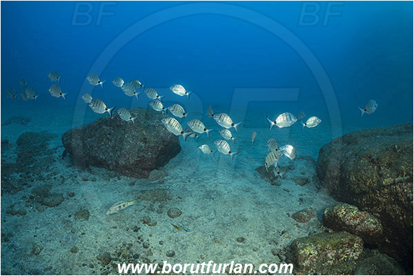 Ilha do Faial, Azores, Portugal, Atlantic ocean, Diplodus sargus, Diplodus, Sparidae, White seabream, Seabream, Fish, Fish school, Reef, Rocks