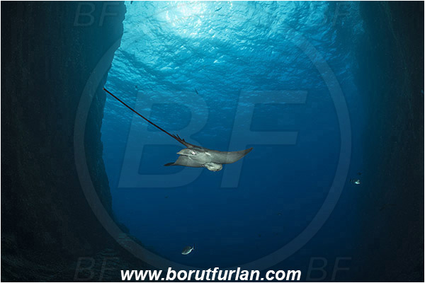 Ilha do Faial, Azores, Portugal, Atlantic ocean, Dasyatis pastinaca, Dasyatis, Dasyatidae, Common Stingray, Stingray, Fish, Canyon, Reef