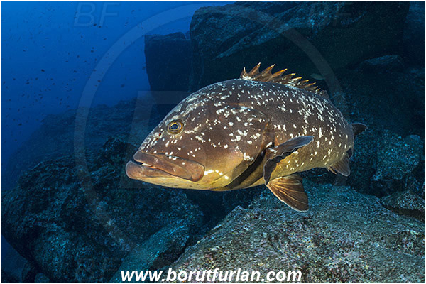 Ilha do Faial, Azores, Portugal, Atlantic ocean, Epinephelus marginatus, Epinephelus, Serranidae, Dusky grouper, Grouper, Fish, Reef