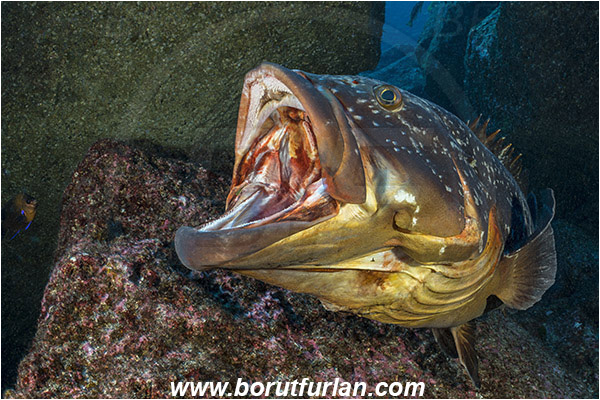 Ilha do Faial, Azores, Portugal, Atlantic ocean, Epinephelus marginatus, Epinephelus, Serranidae, Dusky grouper, Grouper, Fish, Reef, Portrait, Yawning