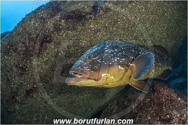 Ilha do Faial, Azores, Portugal, Atlantic ocean, Epinephelus marginatus, Epinephelus, Serranidae, Dusky grouper, Grouper, Fish, Reef