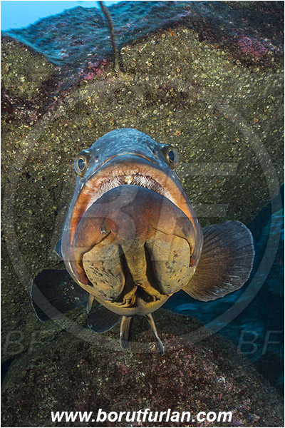 Ilha do Faial, Azores, Portugal, Atlantic ocean, Epinephelus marginatus, Epinephelus, Serranidae, Dusky grouper, Grouper, Fish, Reef, Portrait