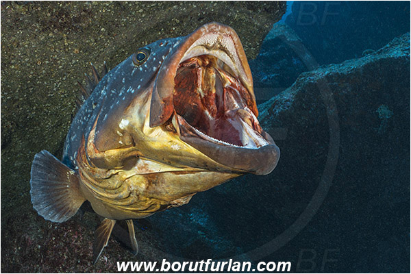 Ilha do Faial, Azores, Portugal, Atlantic ocean, Epinephelus marginatus, Epinephelus, Serranidae, Dusky grouper, Grouper, Fish, Reef, Portrait, Yawning