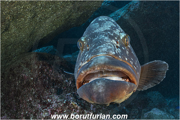 Ilha do Faial, Azores, Portugal, Atlantic ocean, Epinephelus marginatus, Epinephelus, Serranidae, Dusky grouper, Grouper, Fish, Reef, Portrait