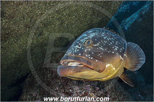 Ilha do Faial, Azores, Portugal, Atlantic ocean, Epinephelus marginatus, Epinephelus, Serranidae, Dusky grouper, Grouper, Fish, Reef, Portrait