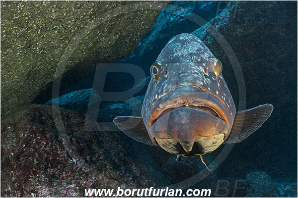 Ilha do Faial, Azores, Portugal, Atlantic ocean, Epinephelus marginatus, Epinephelus, Serranidae, Dusky grouper, Grouper, Fish, Reef, Portrait