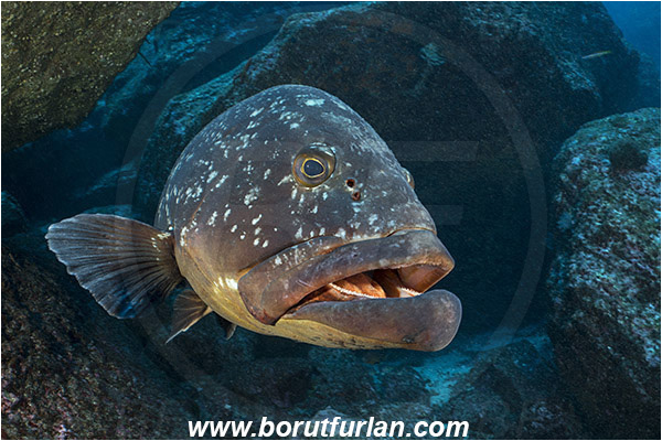 Ilha do Faial, Azores, Portugal, Atlantic ocean, Epinephelus marginatus, Epinephelus, Serranidae, Dusky grouper, Grouper, Fish, Reef, Portrait