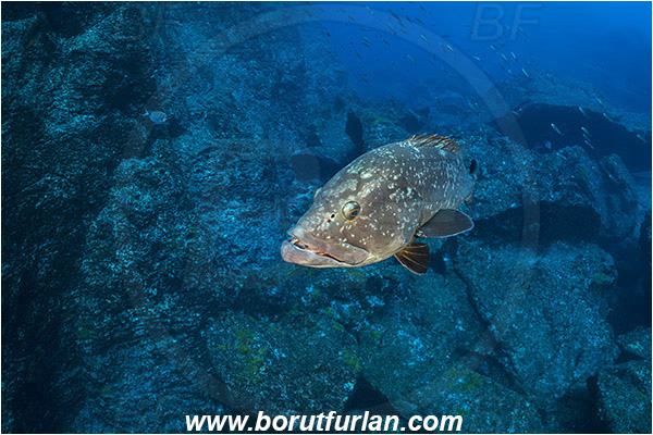 Ilha do Faial, Azores, Portugal, Atlantic ocean, Epinephelus marginatus, Epinephelus, Serranidae, Dusky grouper, Grouper, Fish, Reef