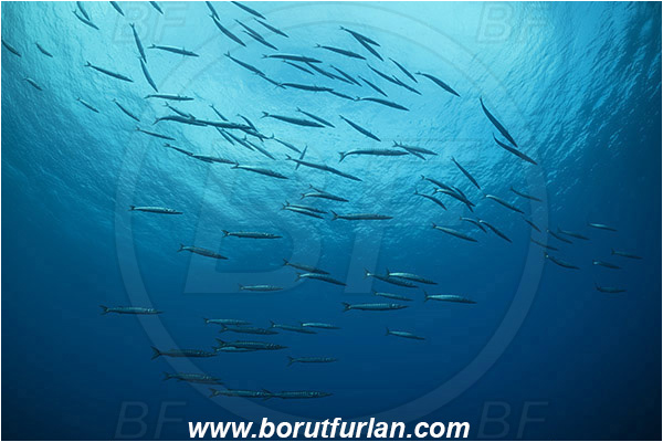 Ilha do Faial, Azores, Portugal, Atlantic ocean, Sphyraena sphyraena, Sphyraena, Sphyraenidae, European barracuda, Barracuda, Fish, Fish school