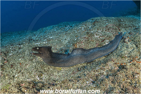 Ilha do Faial, Azores, Portugal, Atlantic ocean, Muraena augusti, Muraena, Muraenidae, Black moray, Moray, Fish, Reef
