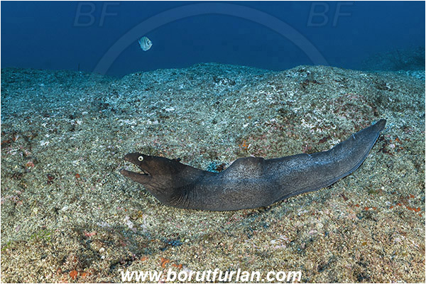 Ilha do Faial, Azores, Portugal, Atlantic ocean, Muraena augusti, Muraena, Muraenidae, Black moray, Moray, Fish, Reef