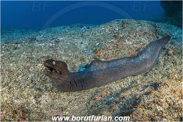 Ilha do Faial, Azores, Portugal, Atlantic ocean, Muraena augusti, Muraena, Muraenidae, Black moray, Moray, Fish, Reef
